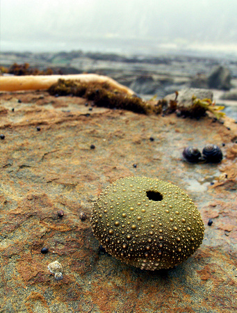 Sea Urchin Scene